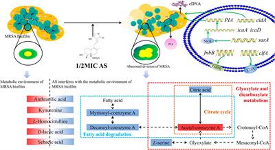 Andrographolide Sulfonate Is a Promising Treatment to Combat Methicillin-resistant Staphylococcus aureus and Its Biofilms